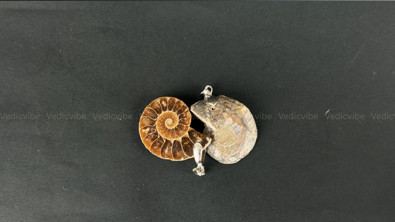 Ammonite